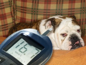Успешное испытание генной терапии диабета на собаках