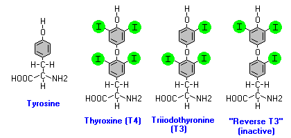 Тиреоидные гормоны
