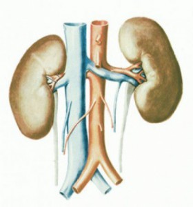 Почки являются очистным сооружением