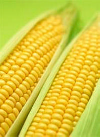 Белозерная кукуруза - средство для предотвращения развития сахарного диабета