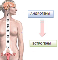 андрогены и эстрогены