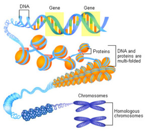 Рецепторы, сопряжённые с g-белками