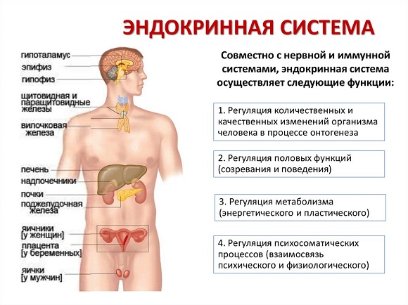 анатомия эндокринной системы
